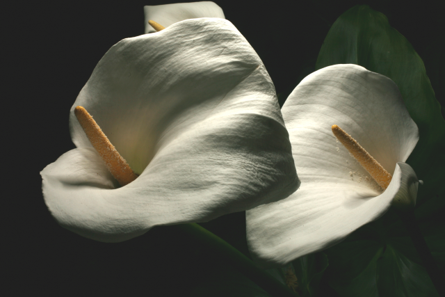 Zantedeschia aethiopica Spreng. 'Crowborough', arum lilies