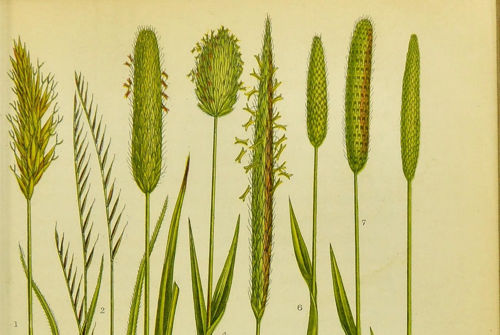 Anthoxanthum odoratum and other grasses illustrated in The British grasses and sedges. Anne Pratt, published London, 1859