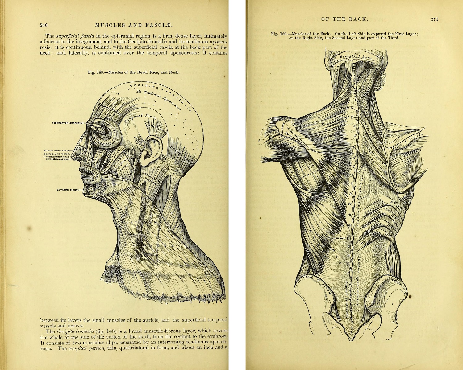 Anatomical illustration of muscles of the head and neck on left and muscles of the back on the right.