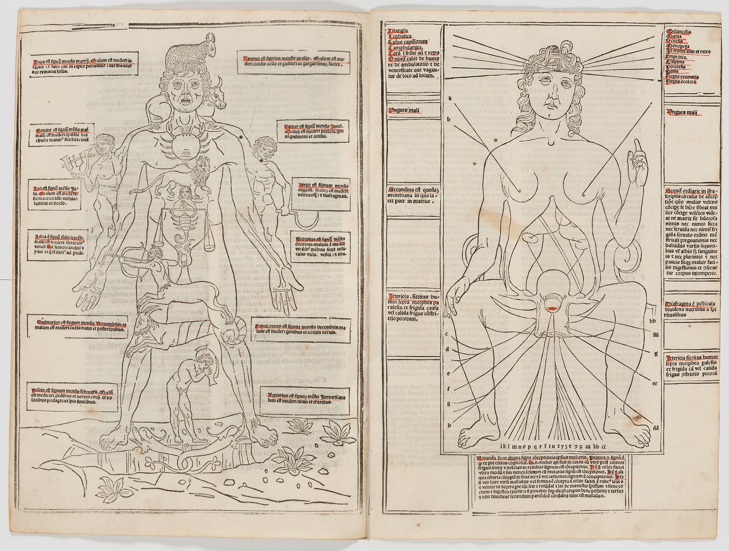 Diagram of a male body and signs of the zodiac on the left, diagram of the female body on the right.