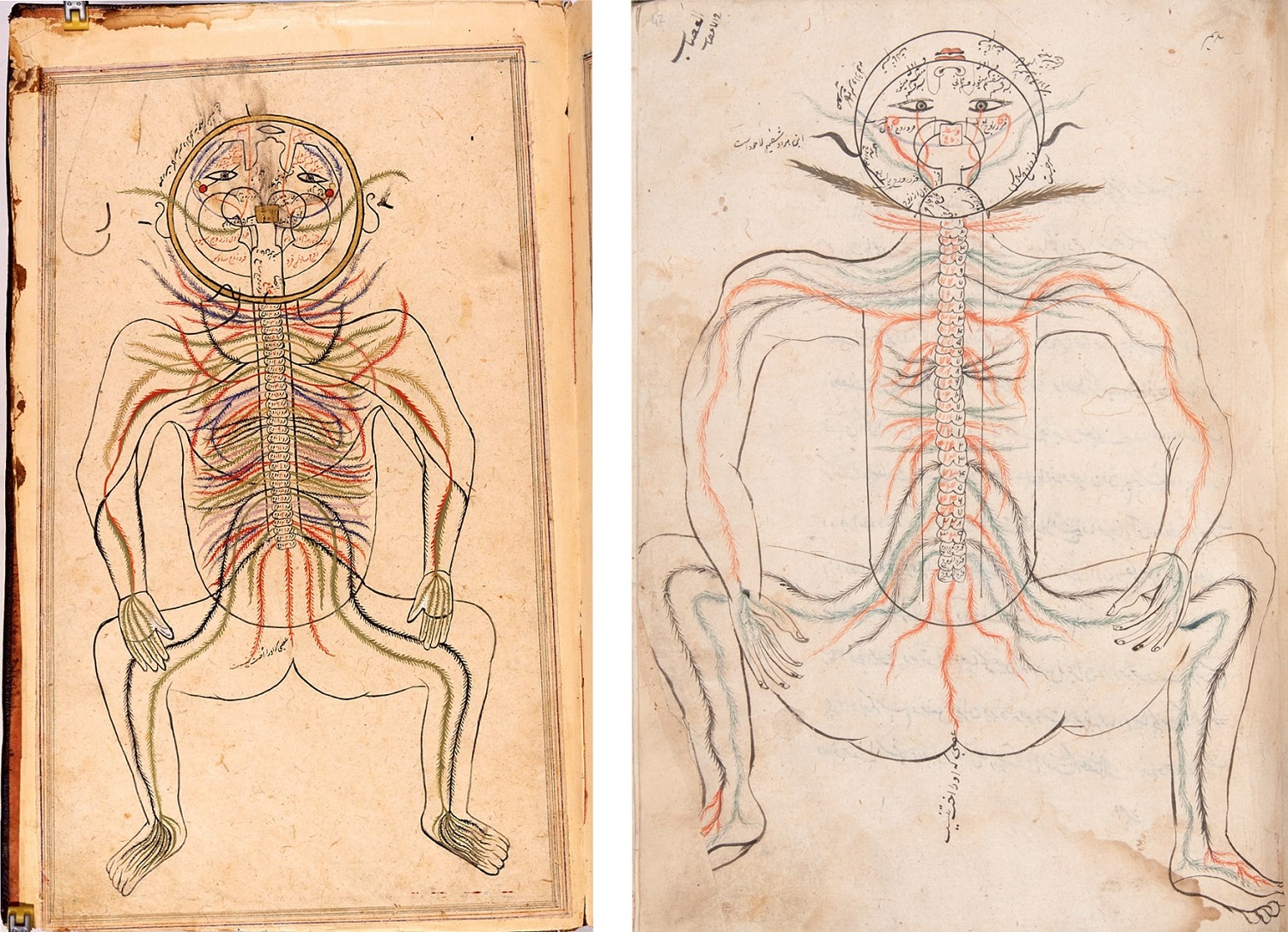 Two versions of an abstract anatomical illustration of the whole body and nervous system.
