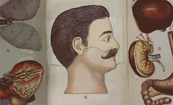 Animation of an anatomical flap book showing a male head.
