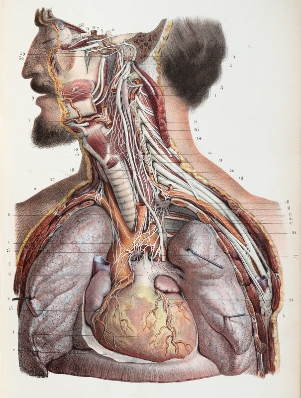 Colour illustration of a dissected male torso with head facing left. Dissection hooks hold open the chest cavity.