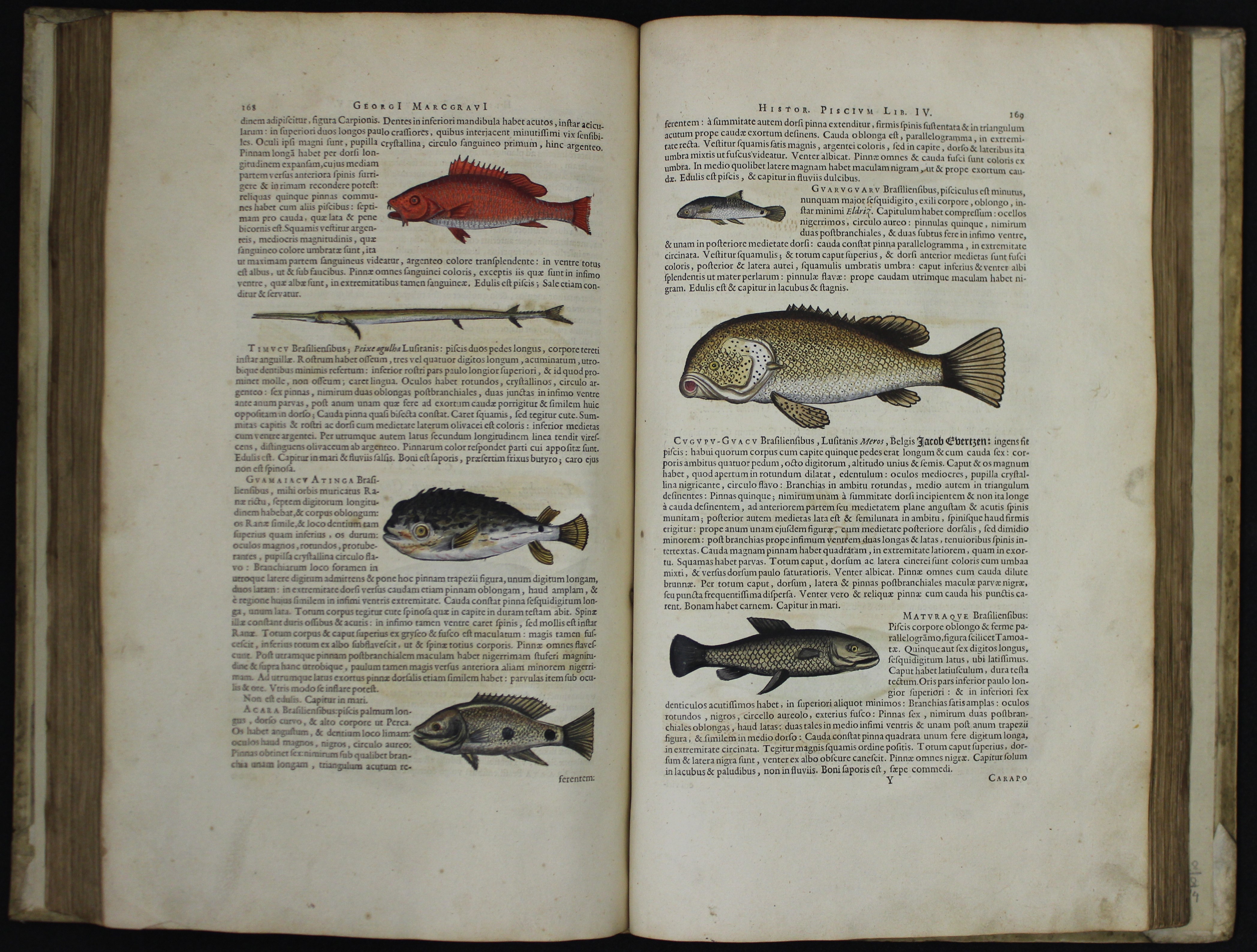 Illustration of Brazilian fish within De Medicina Brasilensi book.