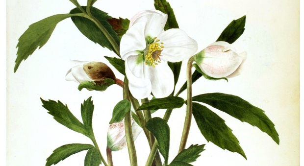 Helleborus niger. Watercolour painting by Lady Atholl Oakeley, December 1826