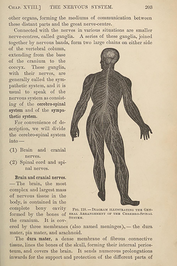 Anatomical drawing and text.