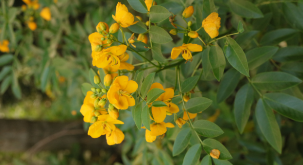 Senna corymbosa with its attractive golden flowers (image © Dr HF Oakeley).