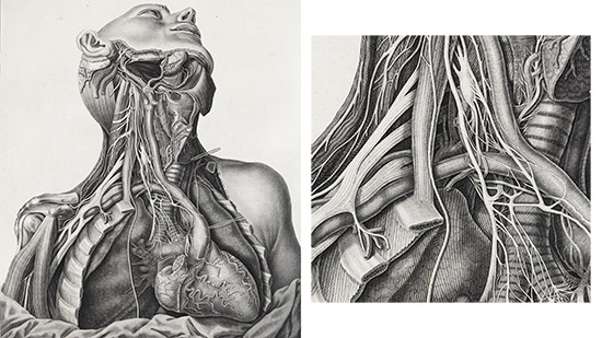 Engraved illustration of the human head and chest, showing the nerve supply to the heart and major blood vessels.