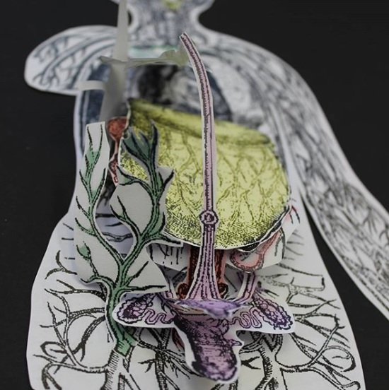 Paper anatomical model of the female body. Andreas Vesalius.