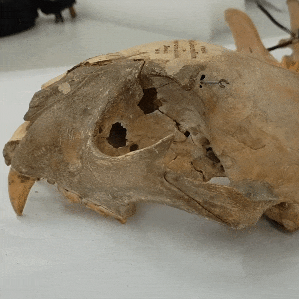 Video of the leopard skull being cleaned with a laser. The surface becomes dramatically paler and cleaner. The laser cleans small circles and moves around methodically across the front of the skull.