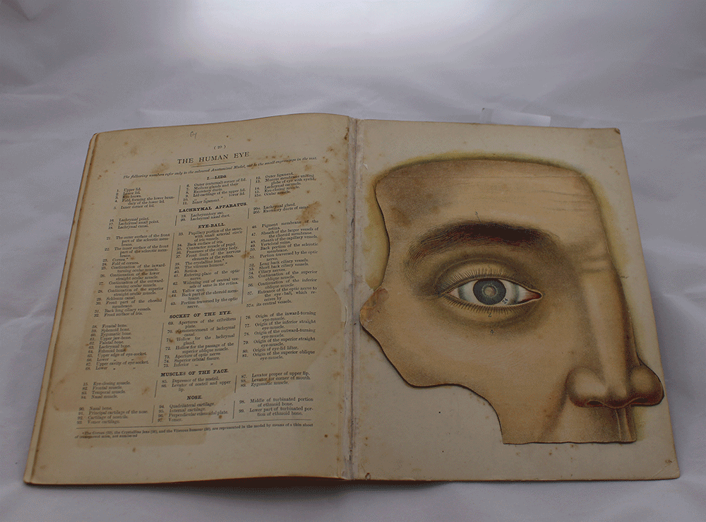 Diagram of eye and a flap to reveal behind the eye.