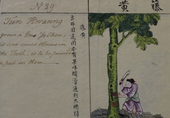 Watercolour illustration of Chinese man harvesting medicinal plants