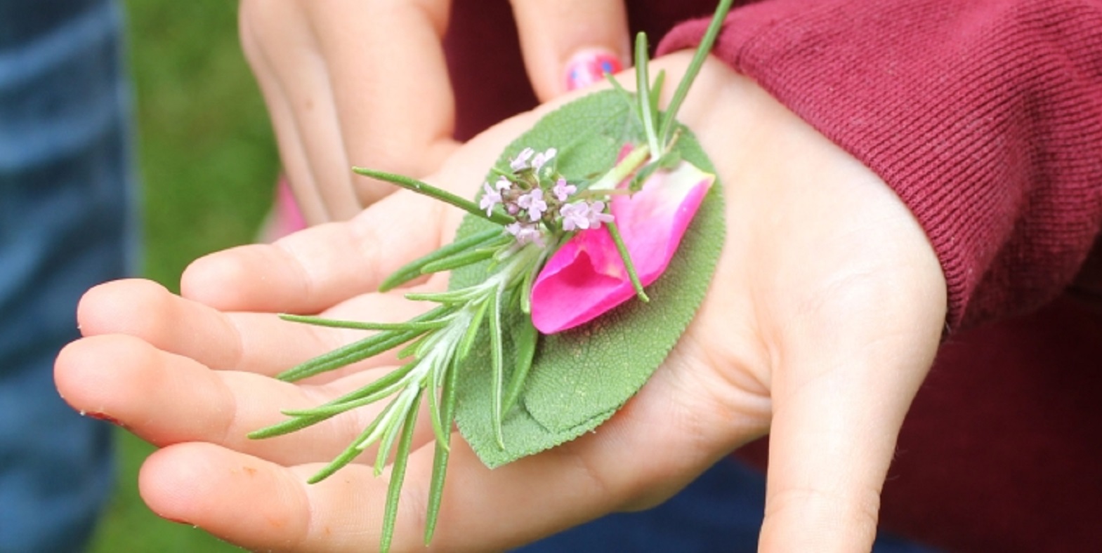 Herbs held in a child's hand.