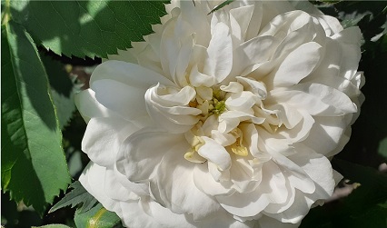 Rosa x alba ' Alba Maxima' The White Rose of York