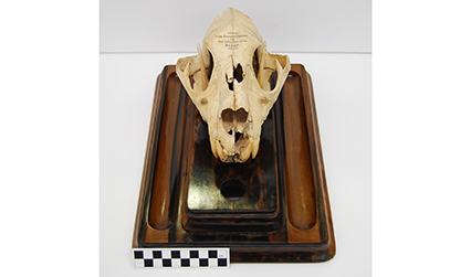 A leopard skull mounted on a wooden stand.