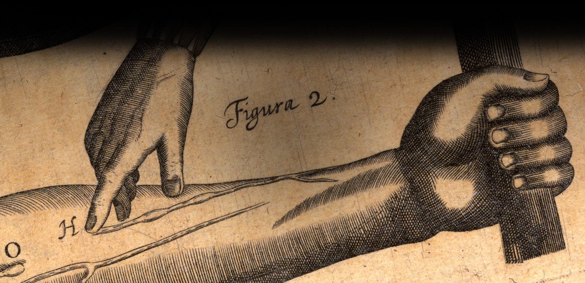 Illustration of experiments on the veins of the arm in Exercitatio anatomica de motu cordis et sanguinis in animalibus, by William Harvey, published Frankfurt, 1628