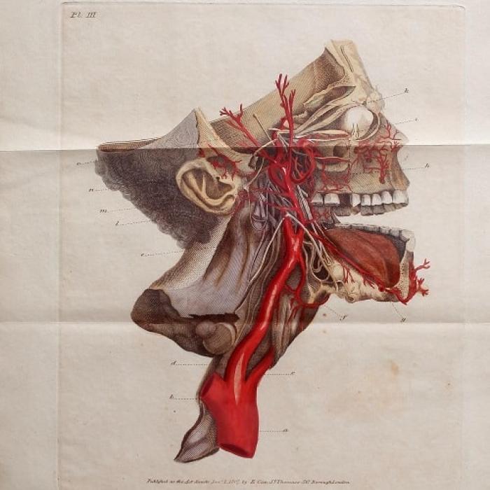Anatomical description Haller, 1811 