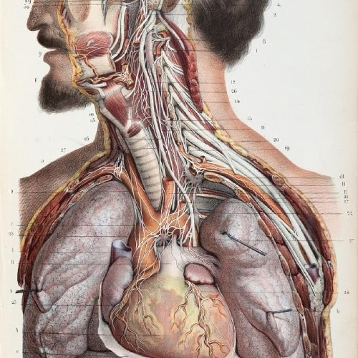 Colour illustration of dissected  head and torso