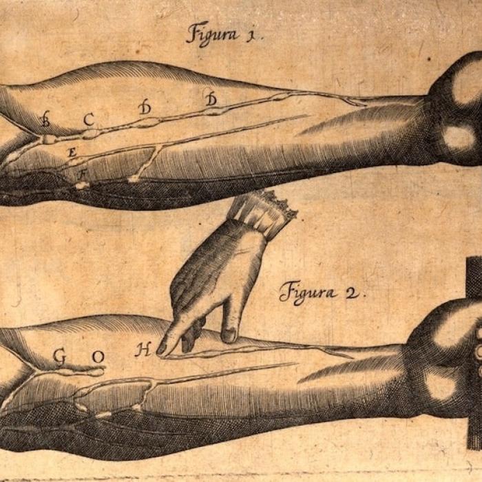 Illustration from de motu cordis by William Harvey 1628