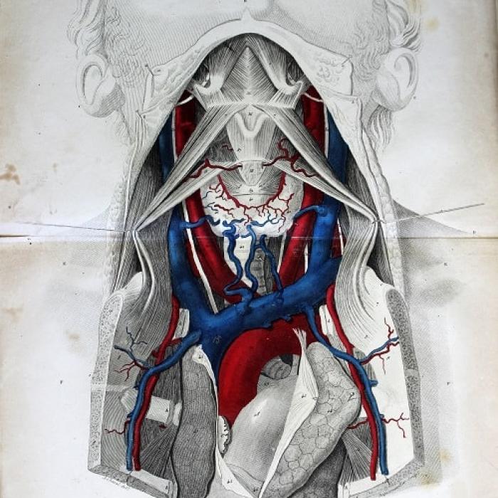 From journal des Connaissances Médico-Chirurgicales, 1833-52 
