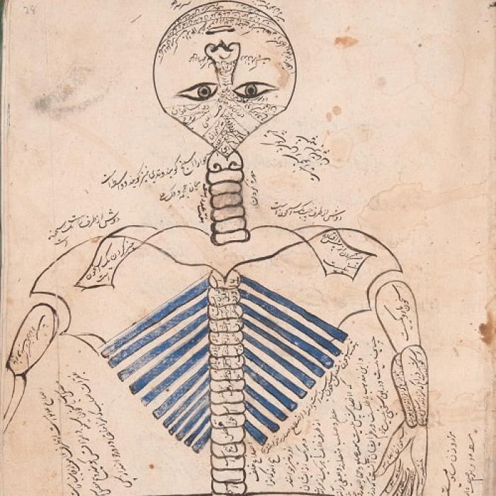 Manṣūr’s Anatomy 17-18th century 