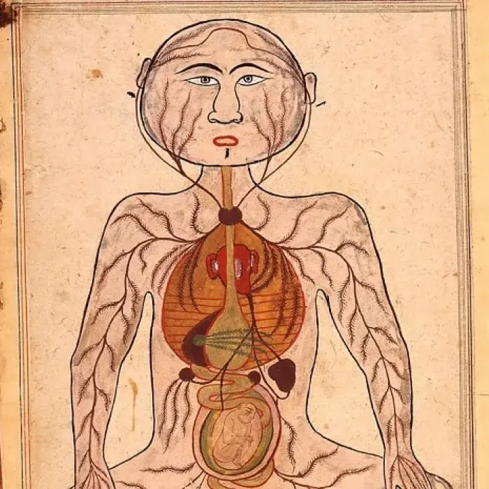 Manṣūr’s Anatomy, female reproduction, 1656
