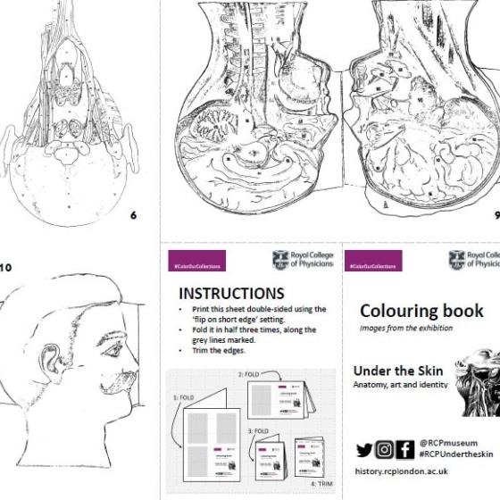 Download our foldable anatomy colouring-in booklet 