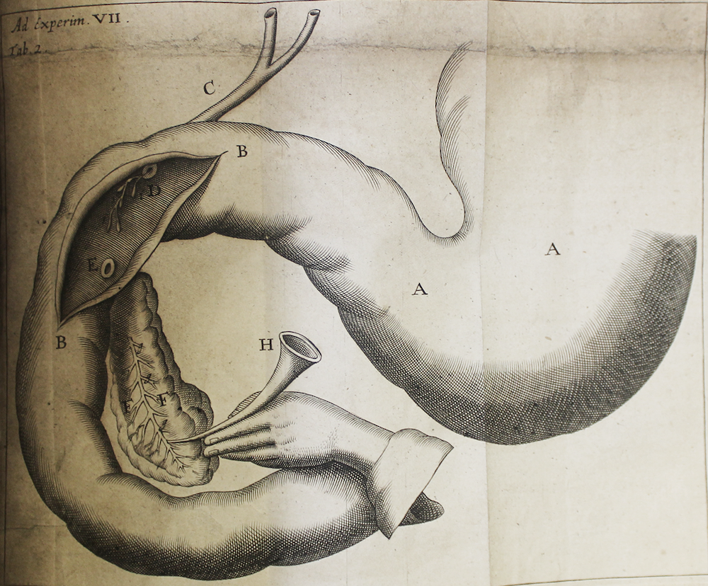 Experimenta nova circa pancreas. Johann Conrad Brunner, published Amsterdam, 1683