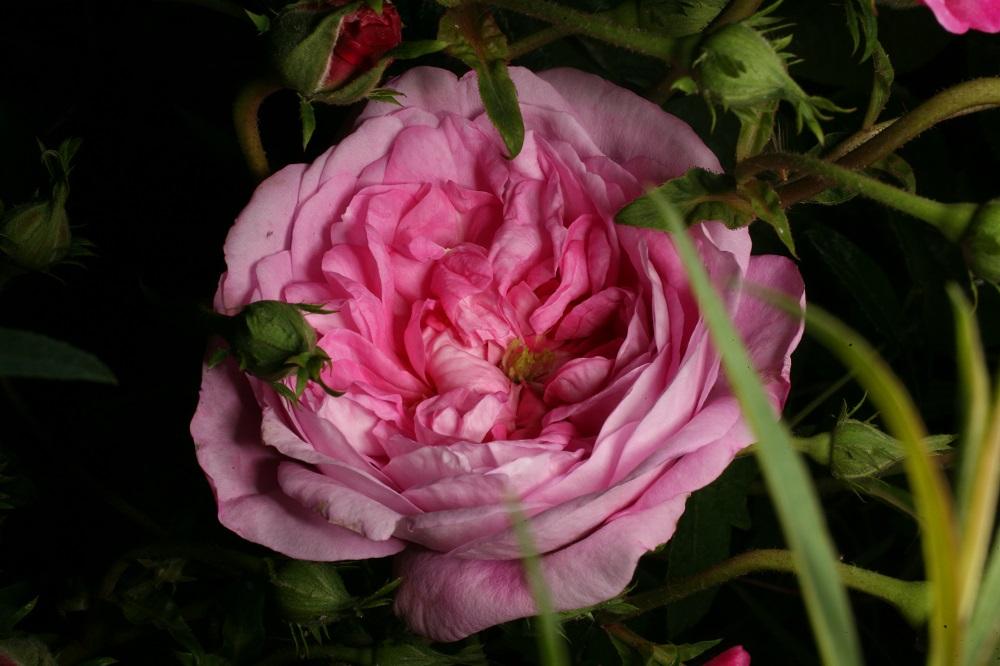 Rosa x damascena Mill. var. semperflorens.